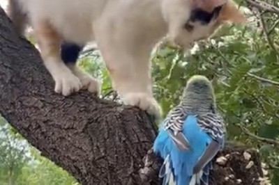 Feathery Fiasco: Cat vs. Parrot - A Hilariously Unexpected Showdown in the Treetops!