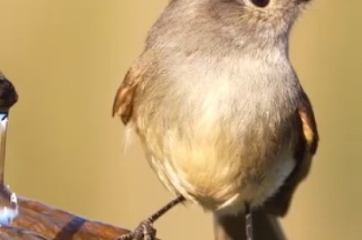 Hilarious Bird in the Forest Cracks Up Audiences Near a Charming Water Spring!