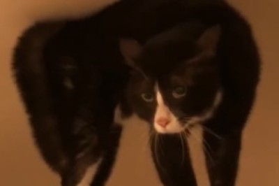 Hilarious Cat vs. Gravity: The Epic Battle on a Dresser!
