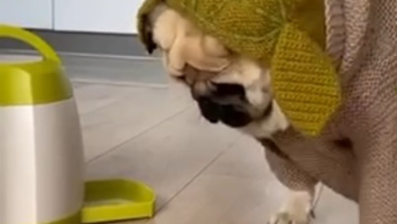 Hilarious Dog's Destructive Shenanigans Will Leave You in Stitches!