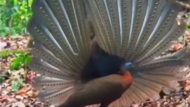 Hilarious Peacock Struts Its Feathers and Steals the Show!