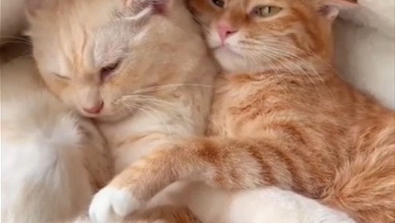 Hilarious Standoff: Stubborn Cat Refuses to Let Go of Owner's Lap, Sends Internet into Frenzy!