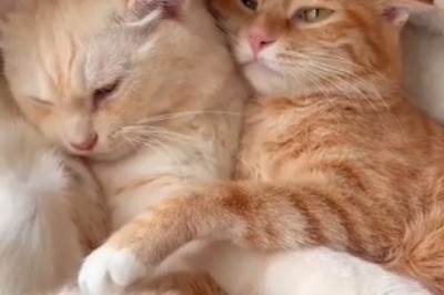 Hilarious Standoff: Stubborn Cat Refuses to Let Go of Owner's Lap, Sends Internet into Frenzy!