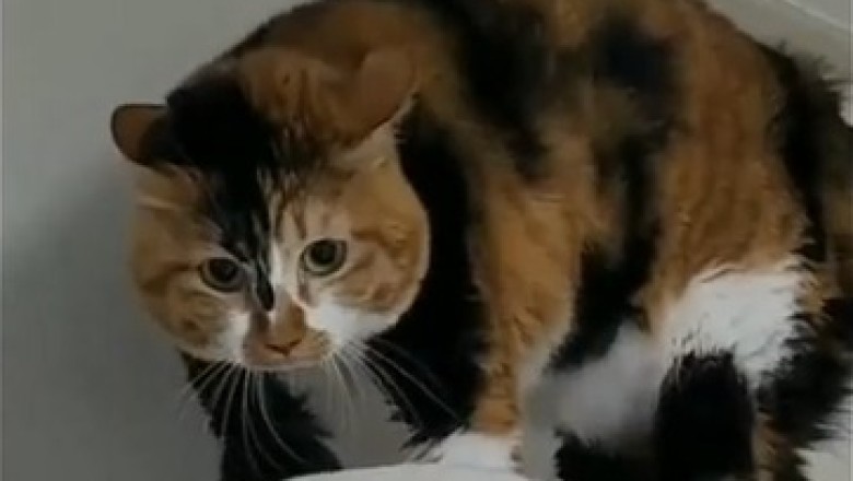 HILARIOUS TALKING CAT REVEALS BIG SECRET?!