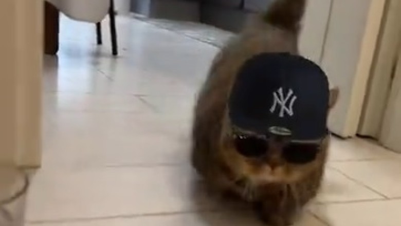 Meow-some Fashionista Alert! Cat Rocks Cool Glasses and Stylish Hat in Hilariously Adorable Video!