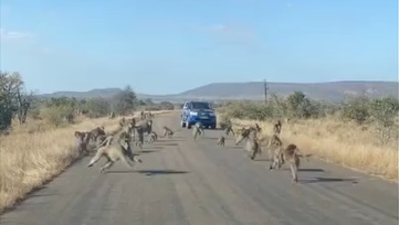 Monkeys vs. Tiger: Epic Showdown or Hilarious Chaos? You Won't Believe Who Comes Out on Top!