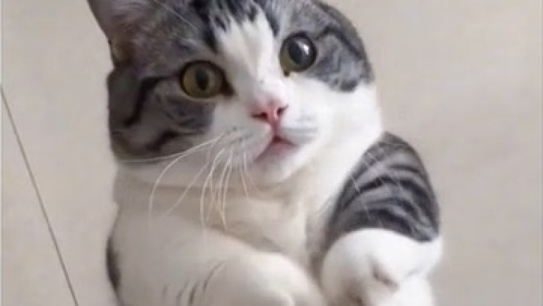 Purrfect Moves: Hilariously Talented Cat Wows Audience with Epic Dance Skills!