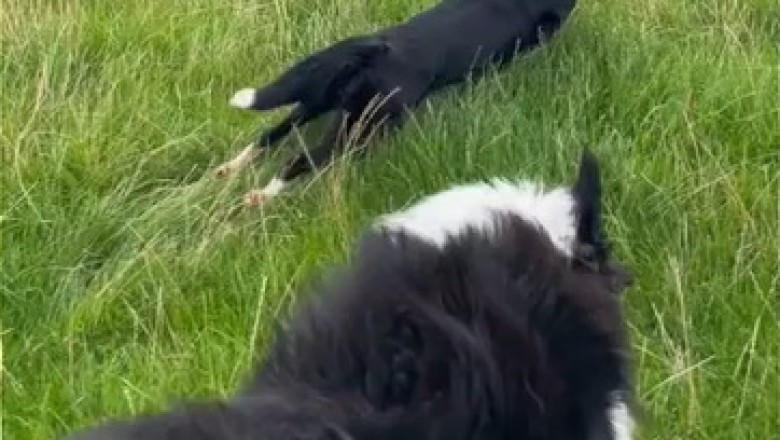 Sheepdog Takeover: Hilarious Video Captures Pooch Mastering the Art of Fast and Fur-ious Sheep Driving!
