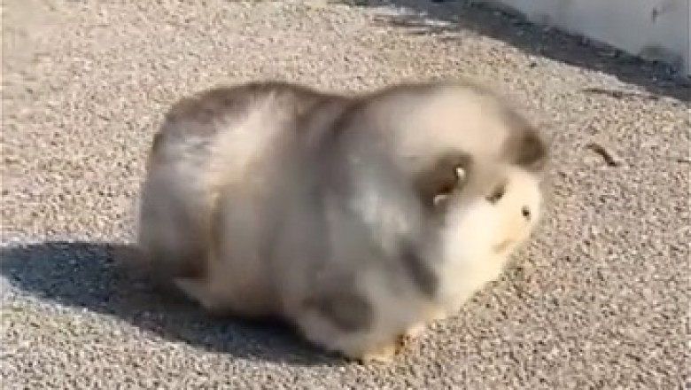 The Hilarious Adventures of a Slow-Walking Chubby Pup!