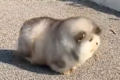 The Hilarious Adventures of a Slow-Walking Chubby Pup!