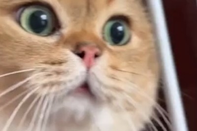 The Meowstermind: A Cat That Nails Human Communication Without Words!