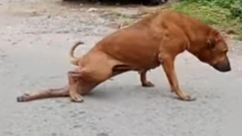 This Clever Street Dog in Bangkok Deserves an Oscar for Its Hilarious Trick!