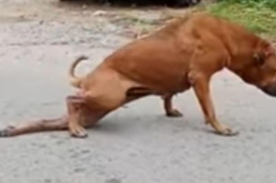 This Clever Street Dog in Bangkok Deserves an Oscar for Its Hilarious Trick!