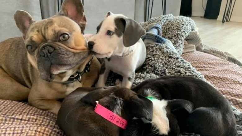 This French Bulldog with a Big Heart Has Been the Foster Dad of Over 200 Puppies (Video)