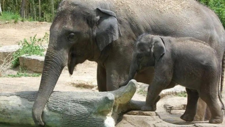 Tragic Loss at St. Louis Zoo: Runaway Dog Fatally Injures Beloved Elephant "Rani"
