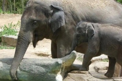 Tragic Loss at St. Louis Zoo: Runaway Dog Fatally Injures Beloved Elephant 