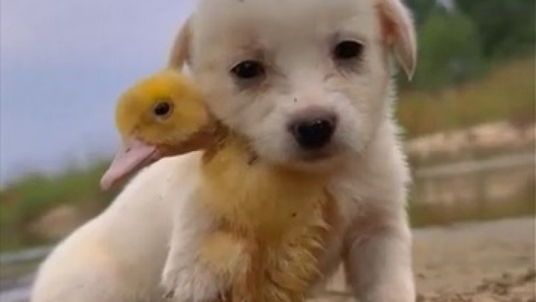 Unbreakable Bond: Dog and Chick Show Unbeatable Loyalty in Hilarious Viral Video!