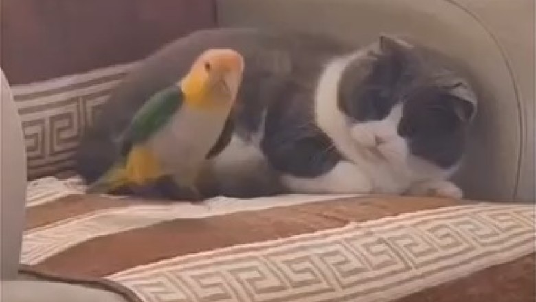 Unlikely Frenemies: Hilarious Encounter between an Annoyed Cat and a Persistent Parrot!