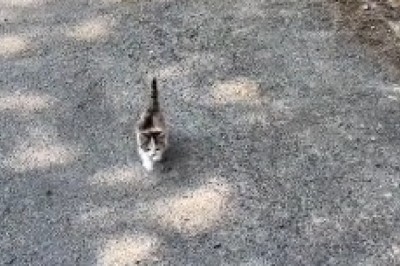 Adorable Cat Goes Full Mountaineer: Watch as This Feisty Feline Conquers the Impossible!