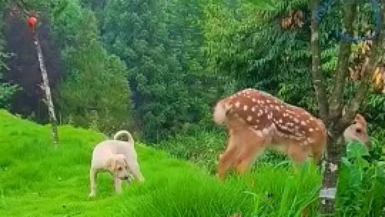 Adorable Deer Prances into Hilarity: A Majestic Comedy Show!