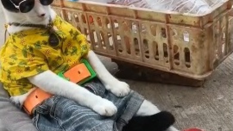 Bob Marley Cat: The Feline King of Reggae Will Have You Feline Alright!