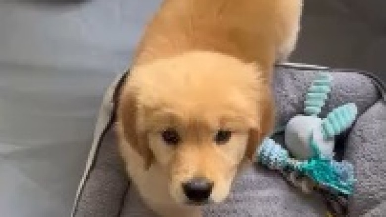 Cutest Canine Alert: This Adorable Little Dog will Melt Your Heart!