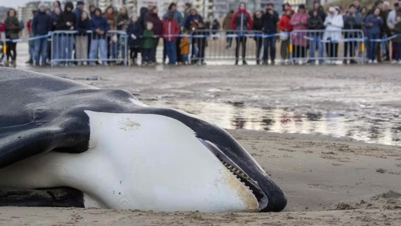 Emaciated Orca Stranded on Belgian Coast Raises Concerns