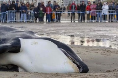 Emaciated Orca Stranded on Belgian Coast Raises Concerns
