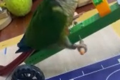 Feathered Comedian Alert: Hilarious Parrot Breaks Free from Cage and Steals the Show!