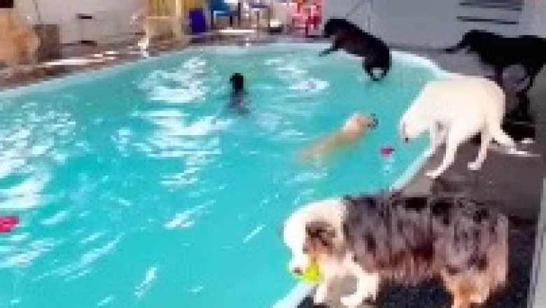 Hilarious Pool Party with Four-Legged Swimmers: Watch These Dogs Make a Splash!