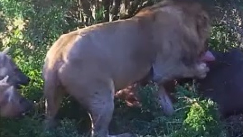 Jaws Drop: When Hyenas Think They Can Outsmart a Lion!