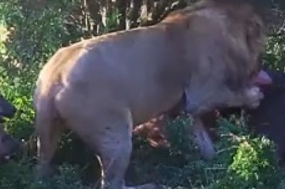 Jaws Drop: When Hyenas Think They Can Outsmart a Lion!