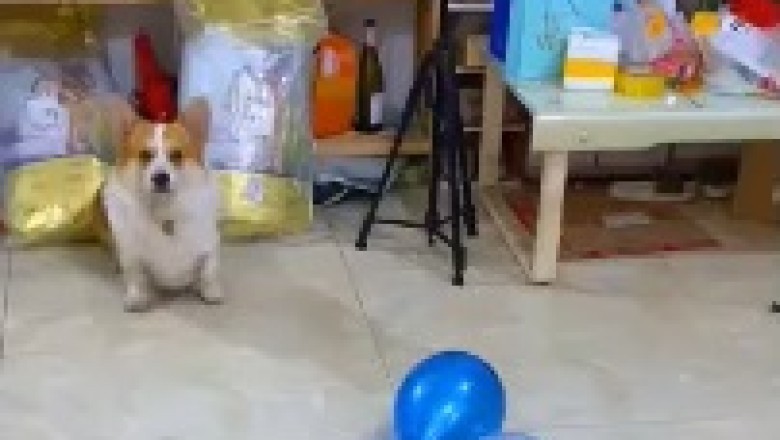 Laugh Out Loud: Watch How This Dog Delivers the Ultimate Balloon Pop Surprise!