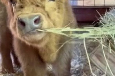 Moo-tastic Meltdown: This Hilarious Little Cow Is Utterly Hilarious!