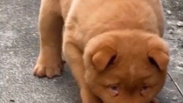 Prepare Your Heart for Overload: An Endlessly Cute Little Dog Takes the Internet By Storm!