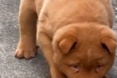 Prepare Your Heart for Overload: An Endlessly Cute Little Dog Takes the Internet By Storm!