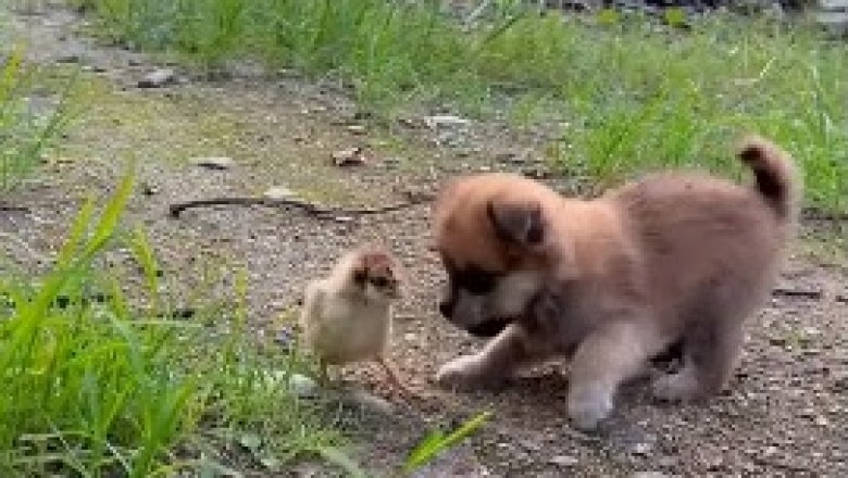 Adorable Chaos Unleashed: Watch as a Small Dog Embarks on an Epic Adventure with a Flock of Unruly Chicks!
