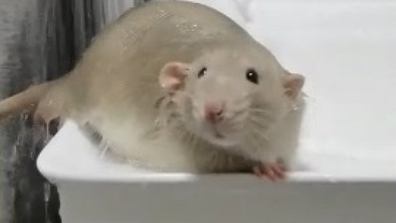 Adorable Mischief Unveiled: Watch a Clever Mouse Turn Bathtime Into Hilarity!