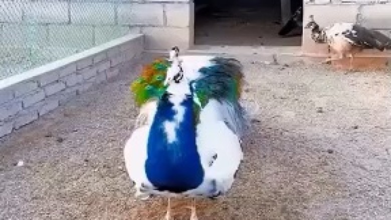 Feather Fiasco: Hilarious Peacock Shows Off Its Dance Moves!