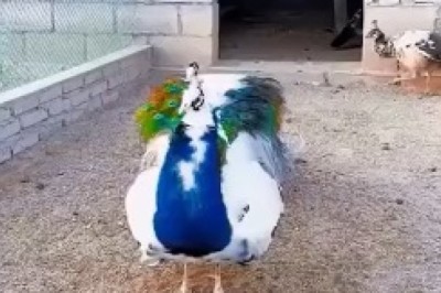 Feather Fiasco: Hilarious Peacock Shows Off Its Dance Moves!
