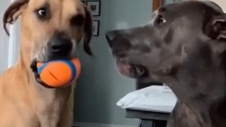 Hilarious Ball Biting Challenge: When Two Dogs Take Competition to a Whole New Level!