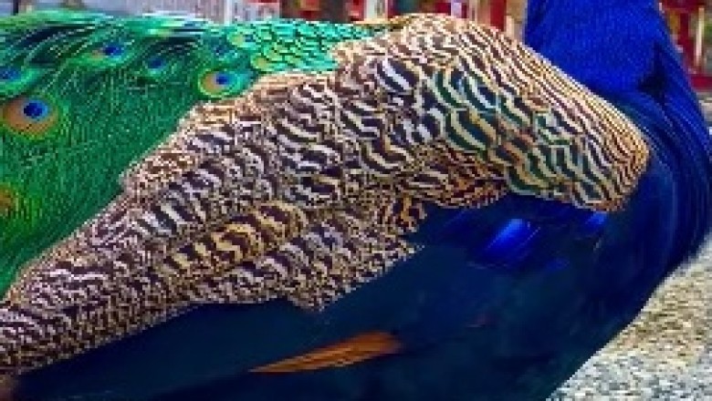 Hilarious Blue Peacock Struts Its Feathers in a Comedy Showdown!