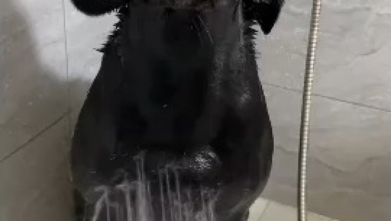 Hilarious Chaos Unleashed: Watch as This Dog Turns Bath Time into a Splash-tastic Adventure!