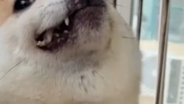 Hilarious Video: The Hilariously Handsome Dog that Will Steal Your Heart!