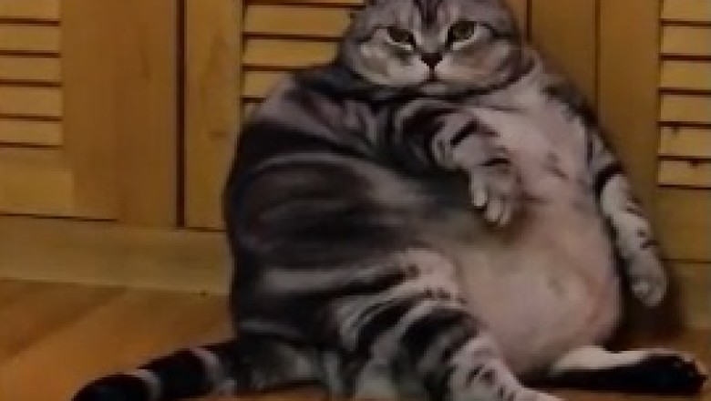 The Hilarious Quest for Kitty Fitness: Watch a Stubborn Fat Cat Battle the Bulge!