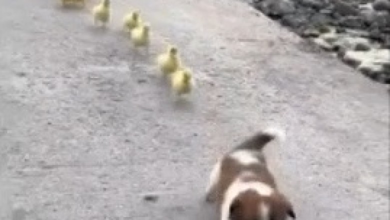 The Quirkiest Friendship Ever: A Small Dog Leads a Parade of Adorable Chicks in This Hilarious Video!