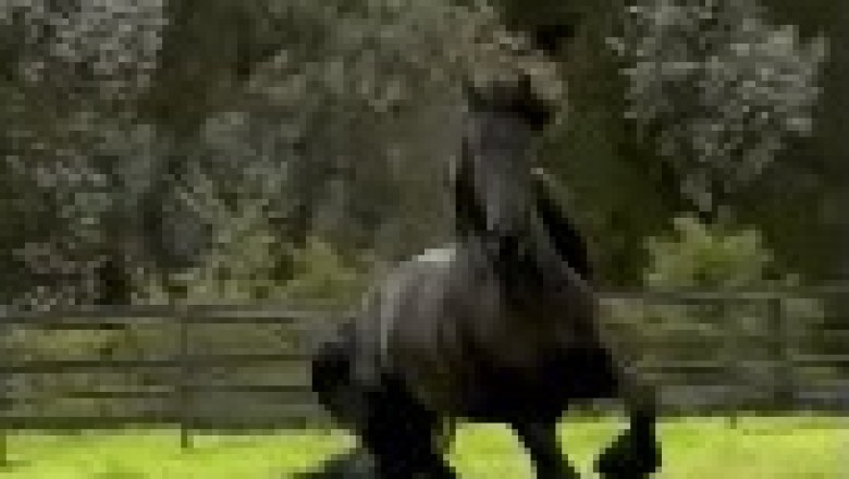 Unbelievable Equine Talent: Horse Shows Off Insane Skills!