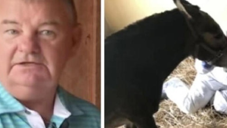 Unbelievable Tale of Peanut the Mule: A Surprising Discovery Shocks a Kentucky Farm