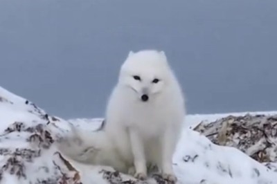 Watch This Hilarious White Fox Surprise Humans with Its Playful Antics!