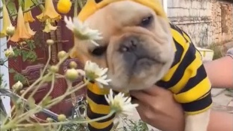 Woofing with Laughter: Hilarious Dog Takes on the Bee's Knees!